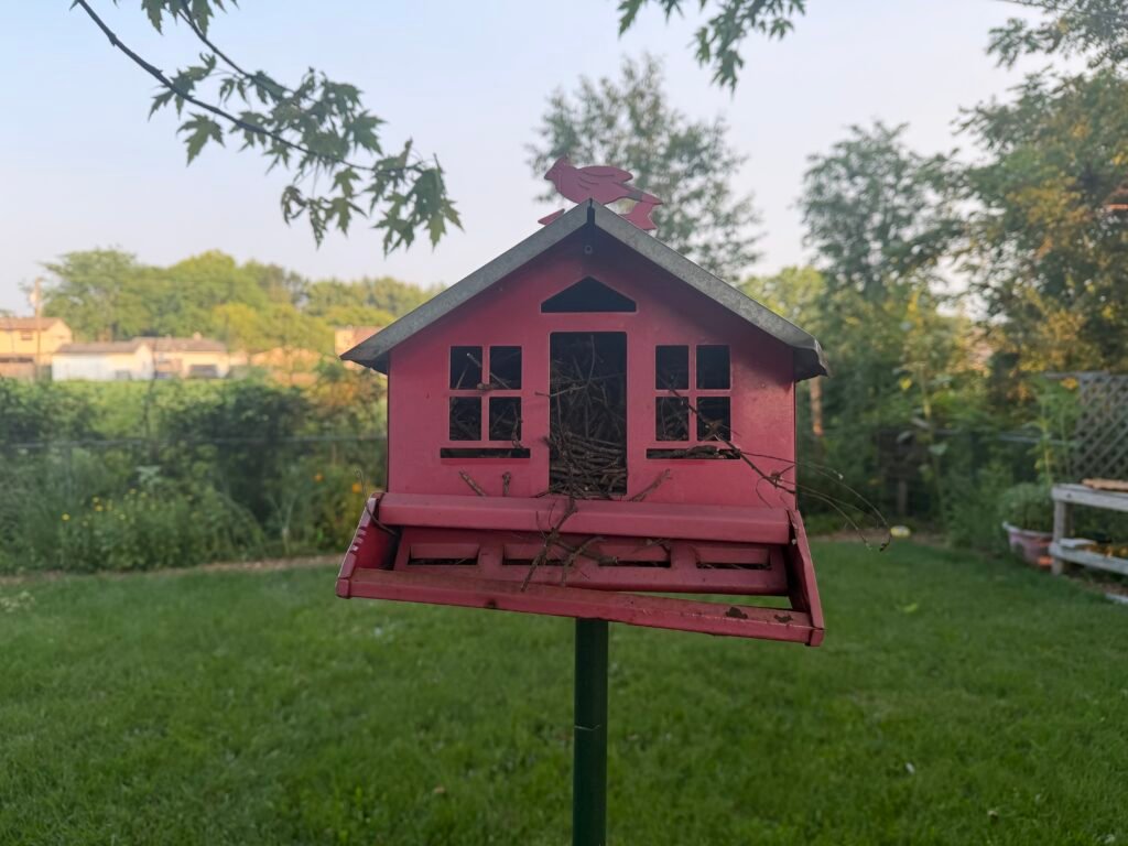 Red bird feeder used as a nesting site by a pair of House Wrens in a backyard habitat.