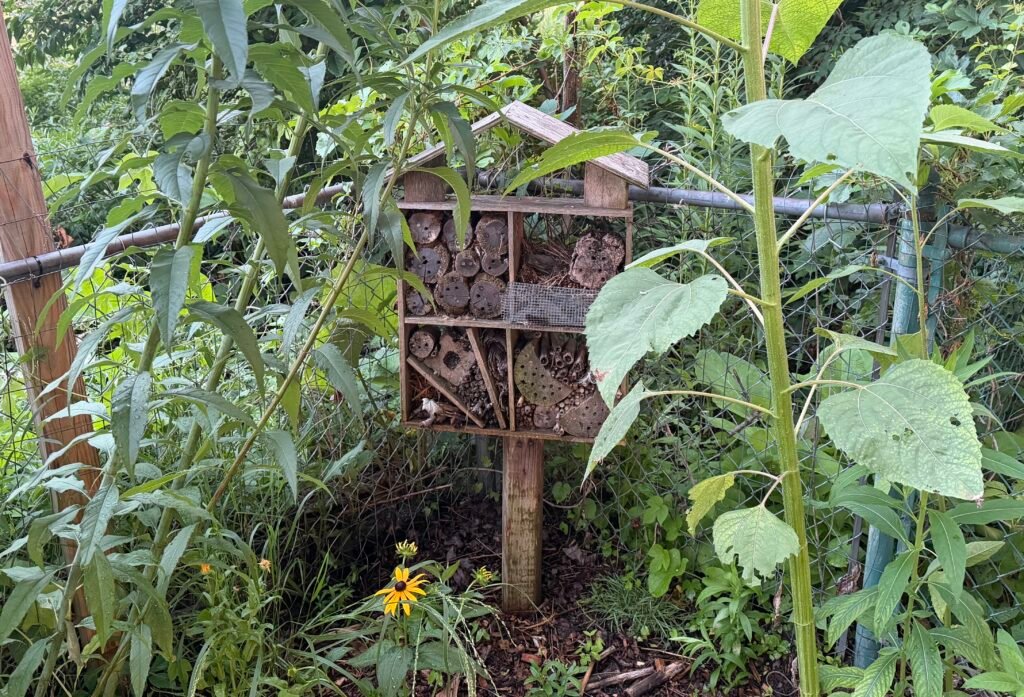 Bee hotel surrounded by an annual sunflower and native giant sunflower (Helianthus giganteus) in a backyard habitat.