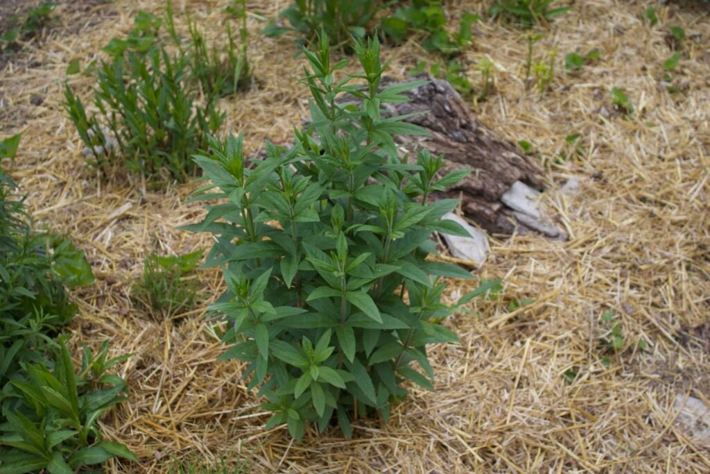 Young Culver's root (Veronicastrum virginicum) emerging in spring.