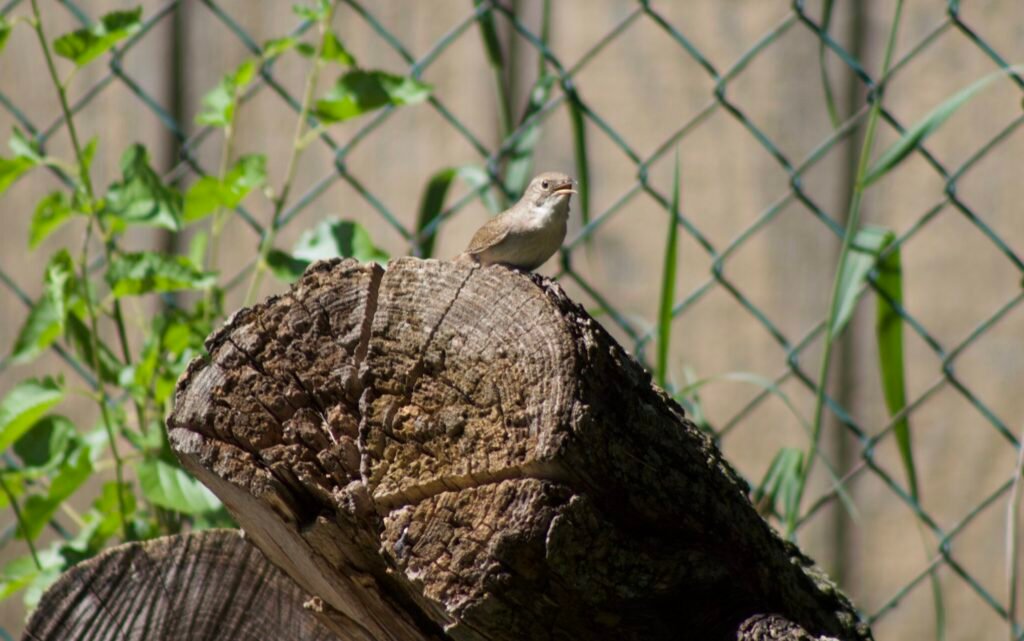 House Wren perched on a weathered log in the backyard habitat.