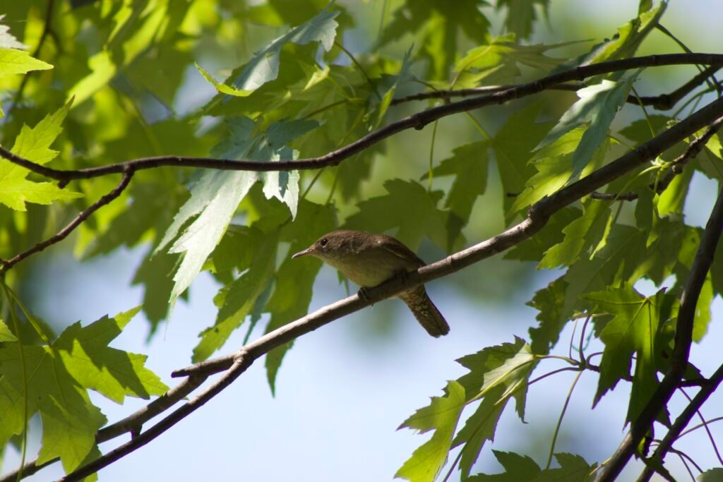 House Wren perched on a branch of a mature silver maple tree.