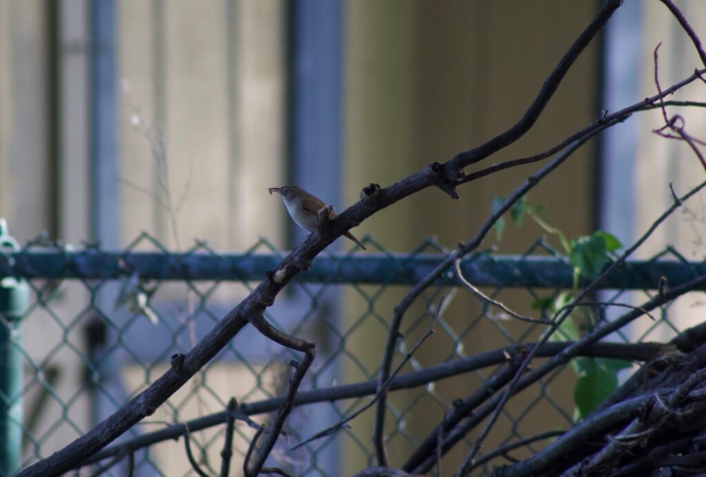 House Wren perched on a brush pile with an insect in its bill.