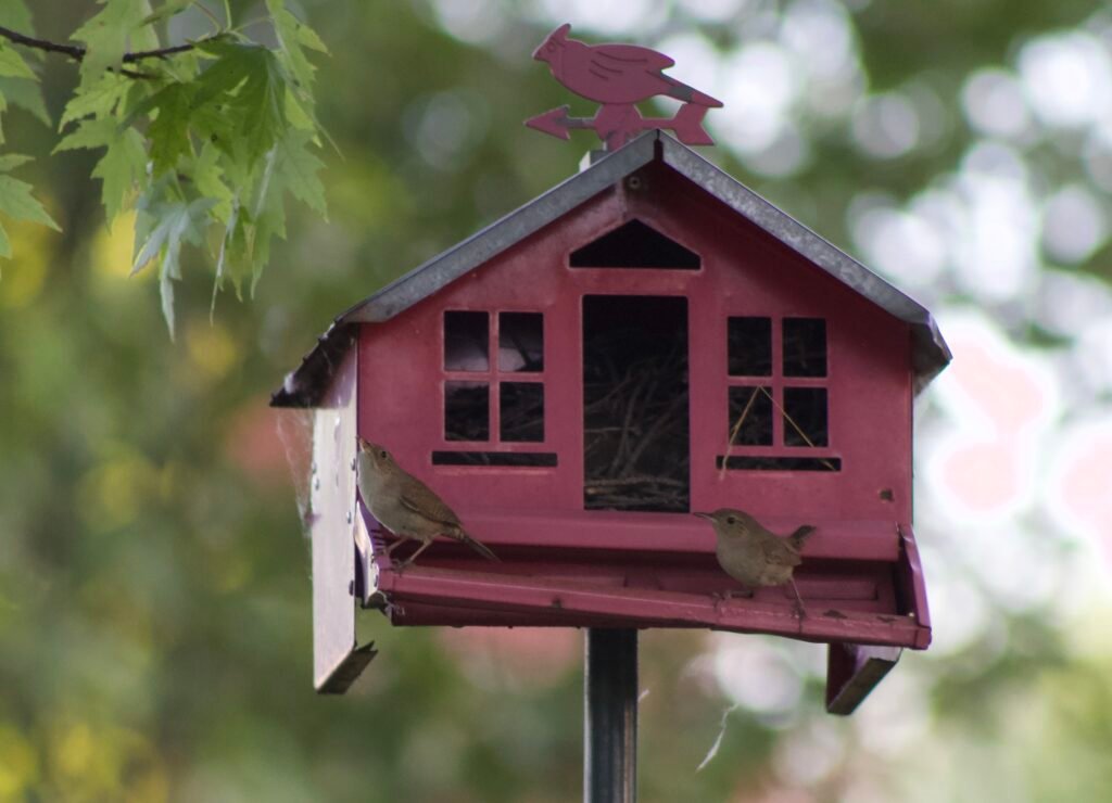 Two adult House Wrens perched on a red bird feeder used as a nesting site.