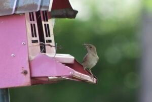 House Wren holding an insect just outside the nesting feeder.