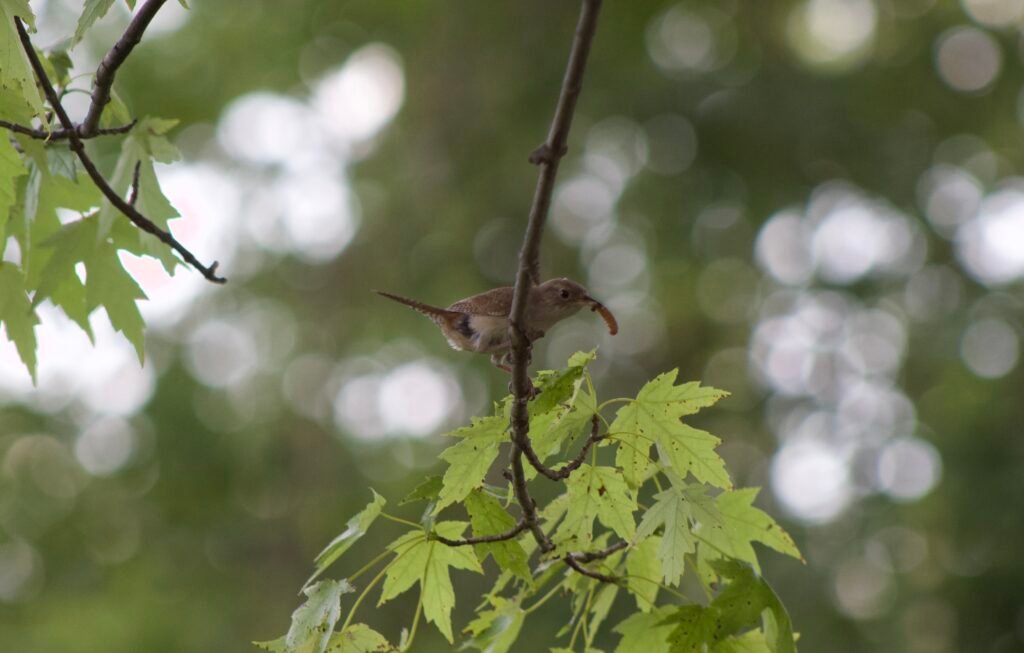 House Wren holding a caterpillar while perched on a silver maple branch.
