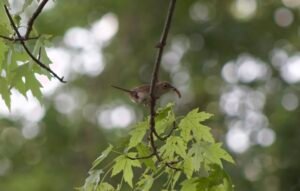 House Wren holding a caterpillar while perched on a silver maple branch.