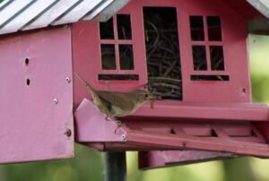 House Wren carrying another insect back to the nesting feeder.