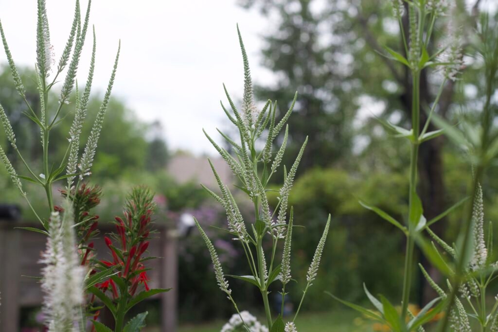 Developing flower spikes on Culver's root before blooming.