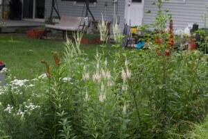 Mature Culver's root growing in a native garden.