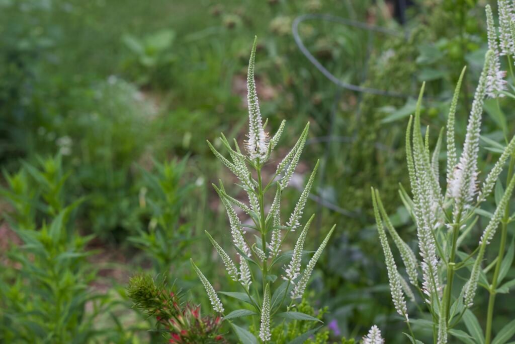 White flower spikes of Culver's root in bloom.