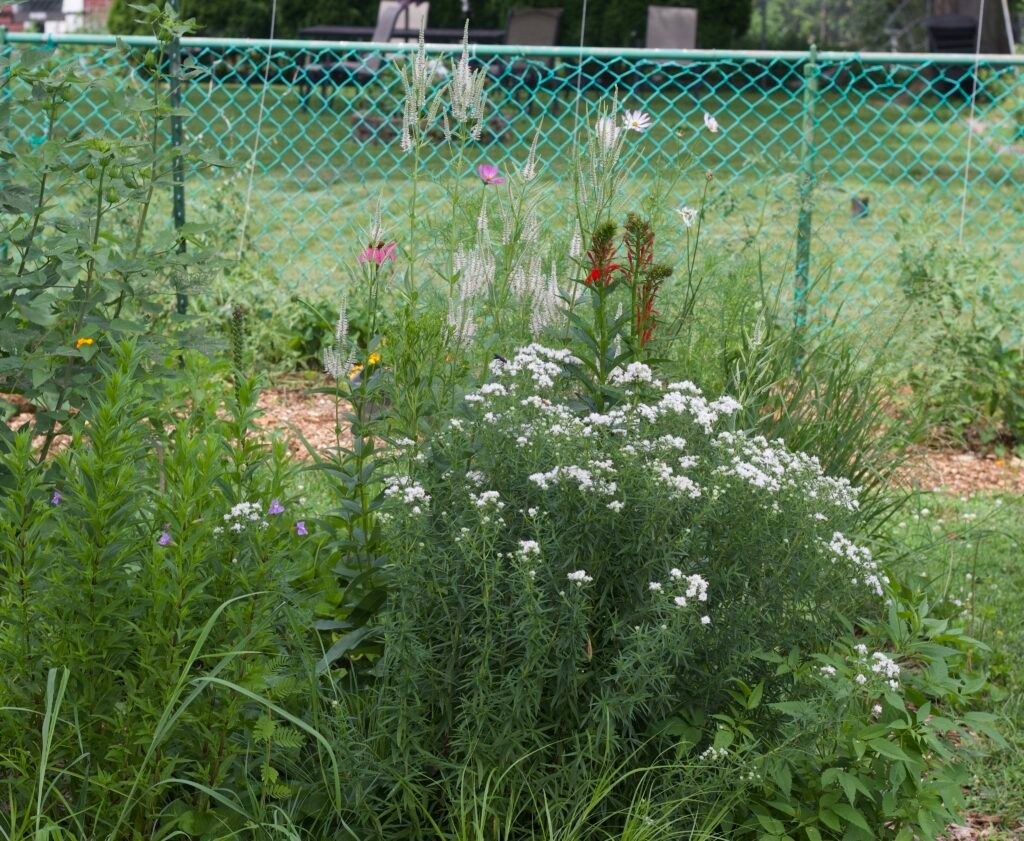 Culver's root growing among native wildflowers in a backyard habitat garden.