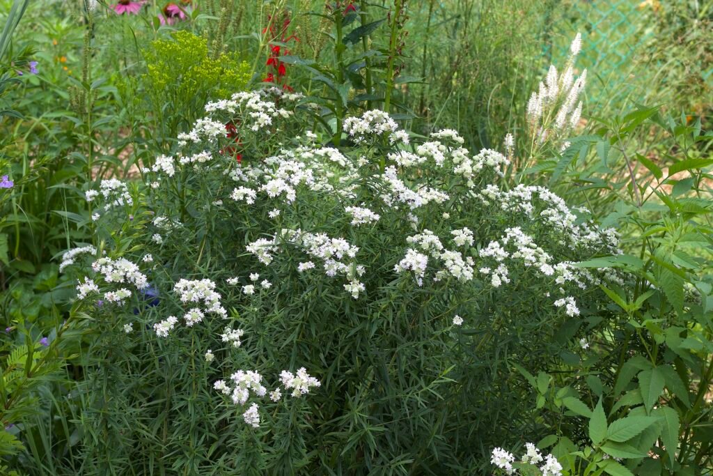 Virginia mountain mint growing in bloom in a Northwest Ohio native garden.
