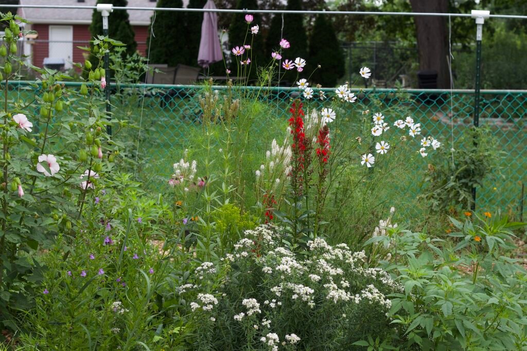 Virginia mountain mint growing alongside Culver's root, cardinal flower, and other native plants in a backyard habitat garden.