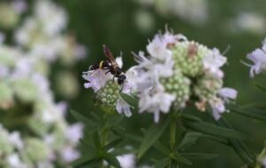 Virginia mountain mint attracting a crabronid wasp.