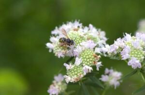 Virginia mountain mint attracting a leafcutter bee.