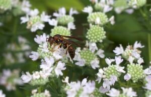 Virginia mountain mint attracting a potter wasp.