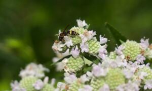 Virginia mountain mint attracting a vespid wasp.