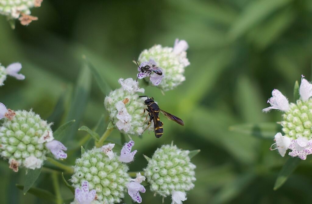 Virginia mountain mint attracting a sweat bee and a vespid wasp at the same time.