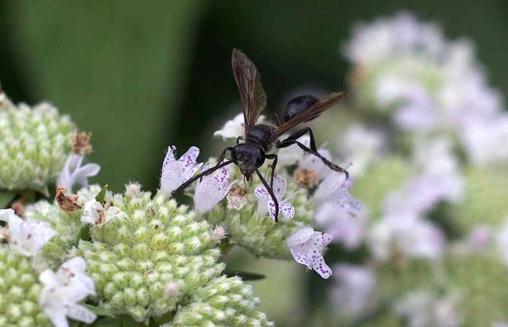 Virginia mountain mint attracting a thread-waisted wasp.