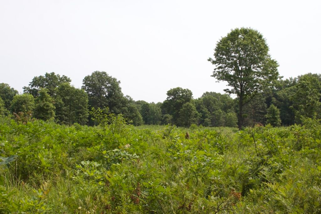 Young oaks, winged sumac, and native shrubs regenerating within an open oak savanna at Kitty Todd Nature Preserve.