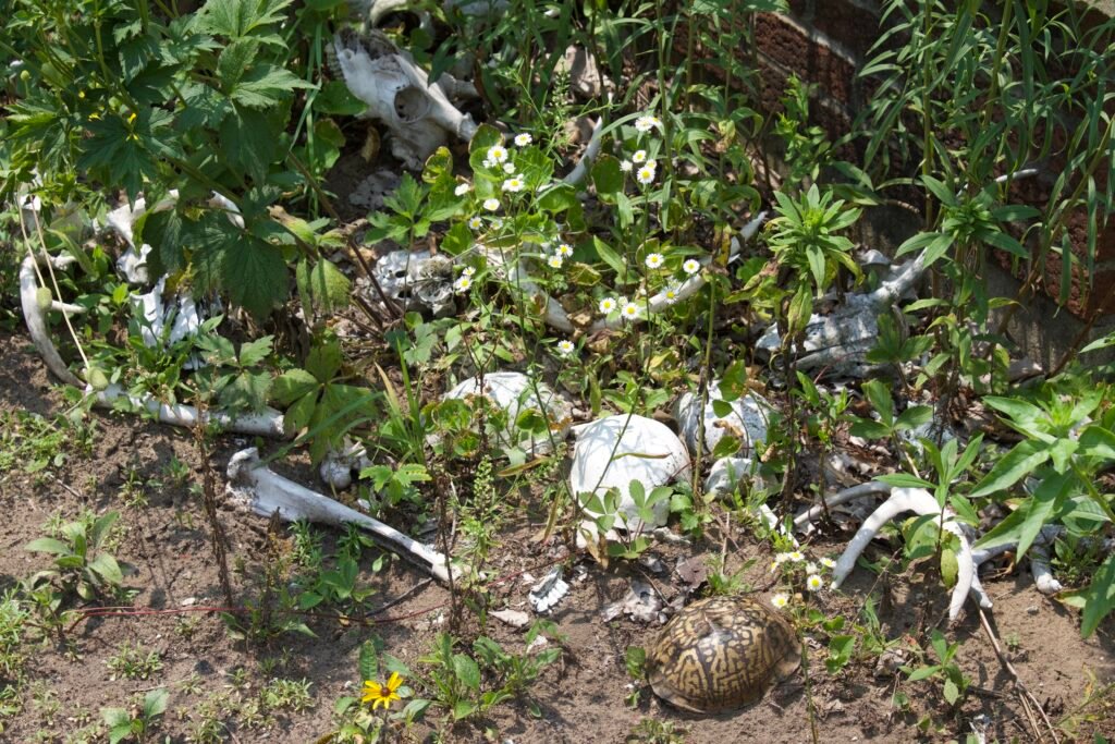 Educational display of animal skulls, bones, antlers, and an eastern box turtle shell near the Kitty Todd Nature Preserve nature center.