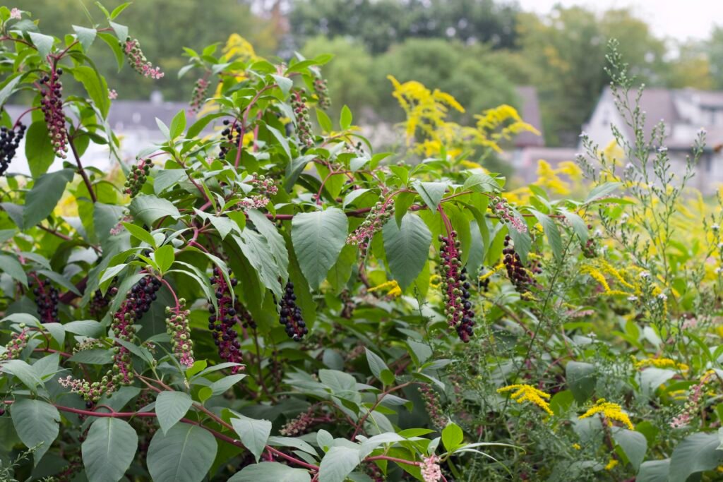 Mature American pokeweed with purple-red stems and hanging berry clusters growing among goldenrod in a backyard habitat.