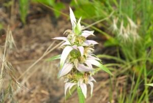 Spotted beebalm blooming in the drier prairie at Salamander Flats.