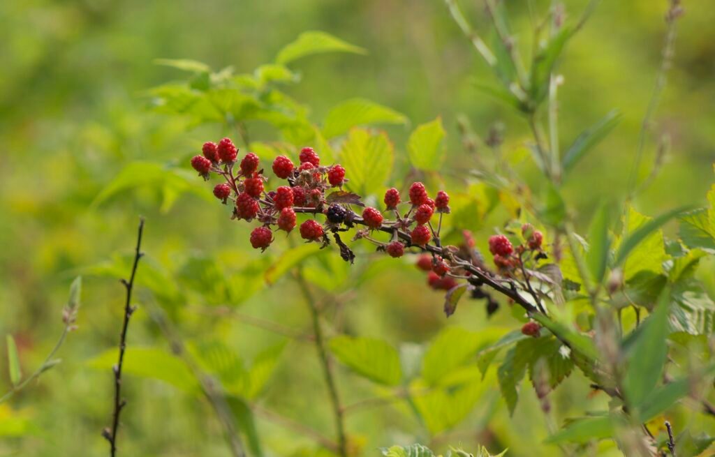 Ripening Allegheny blackberry fruit growing along the Salamander Flats Trail.