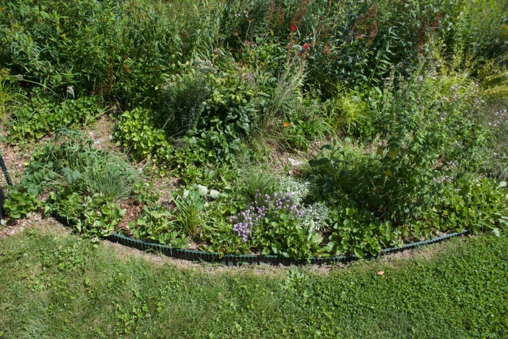 backyard dry ladder shot Elevated view of the drier section of a native backyard garden with lower-growing plants, grasses and violets.