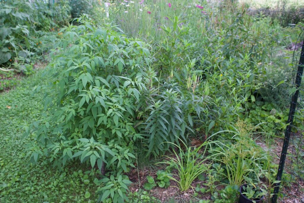 backyard wet Dense moisture-loving vegetation growing in the wetter corner of a backyard native garden.