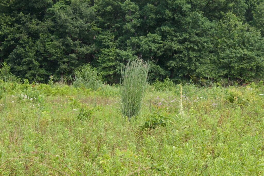 Large clump of Big Bluestem rising above surrounding prairie vegetation at Salamander Flats.