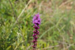 Dense blazing star (Liatris spicata) blooming among native grasses at Kitty Todd Nature Preserve.