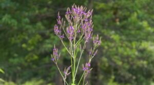 Blue vervain growing in a moist prairie at Salamander Flats.