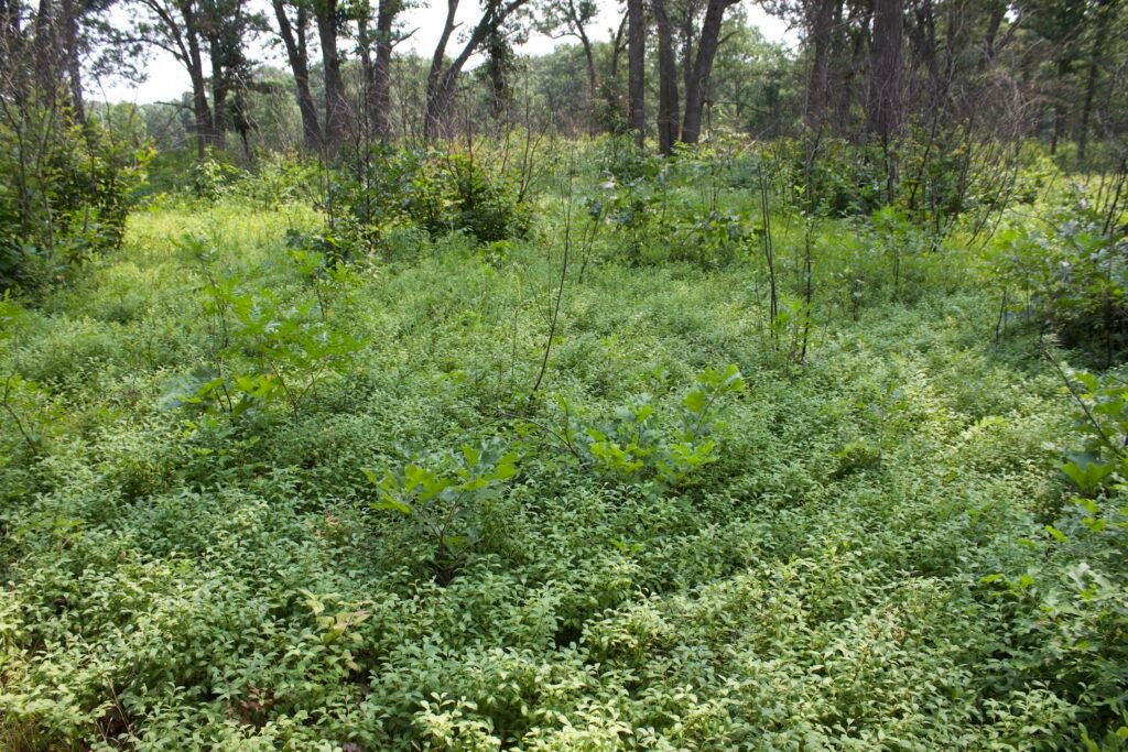 Lowbush blueberry shrubs growing naturally in sandy soils at Kitty Todd Nature Preserve.