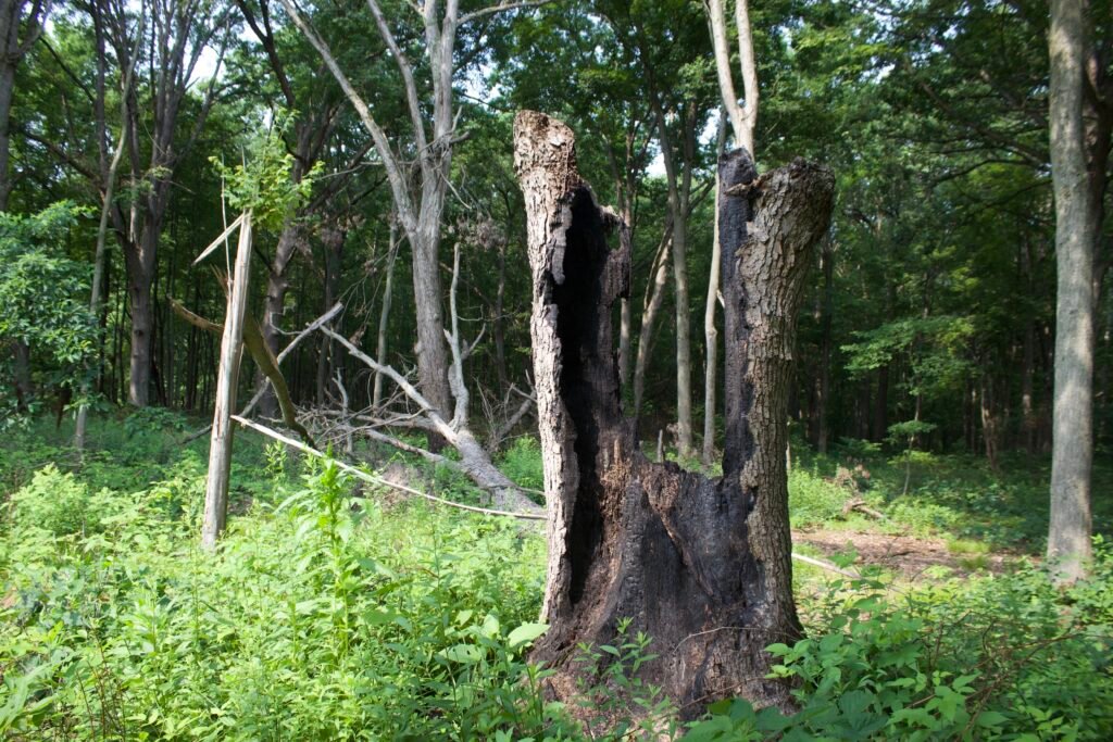 Burned hollow oak stump standing at the edge of a woodland opening at Salamander Flats in Kitty Todd Nature Preserve.