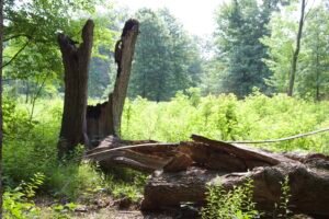 Burned hollow oak stump beside prairie opening at Salamander Flats.