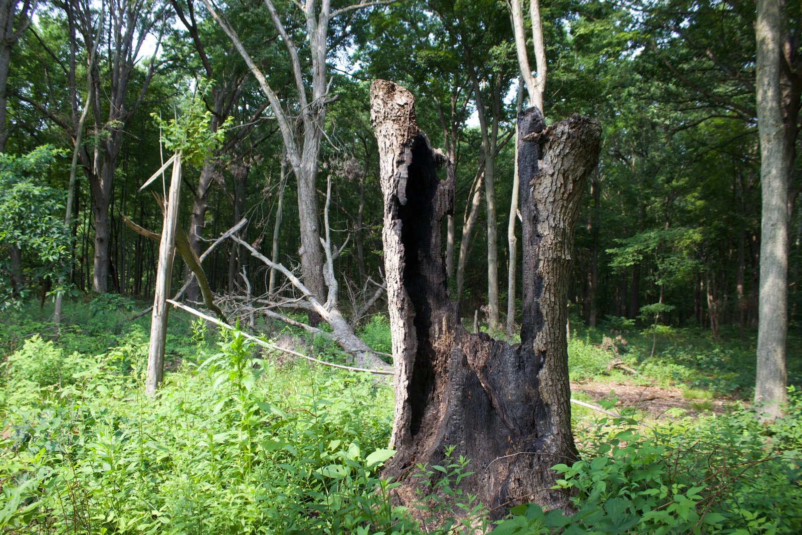 Burned hollow oak stump standing at the edge of a woodland opening at Salamander Flats in Kitty Todd Nature Preserve.
