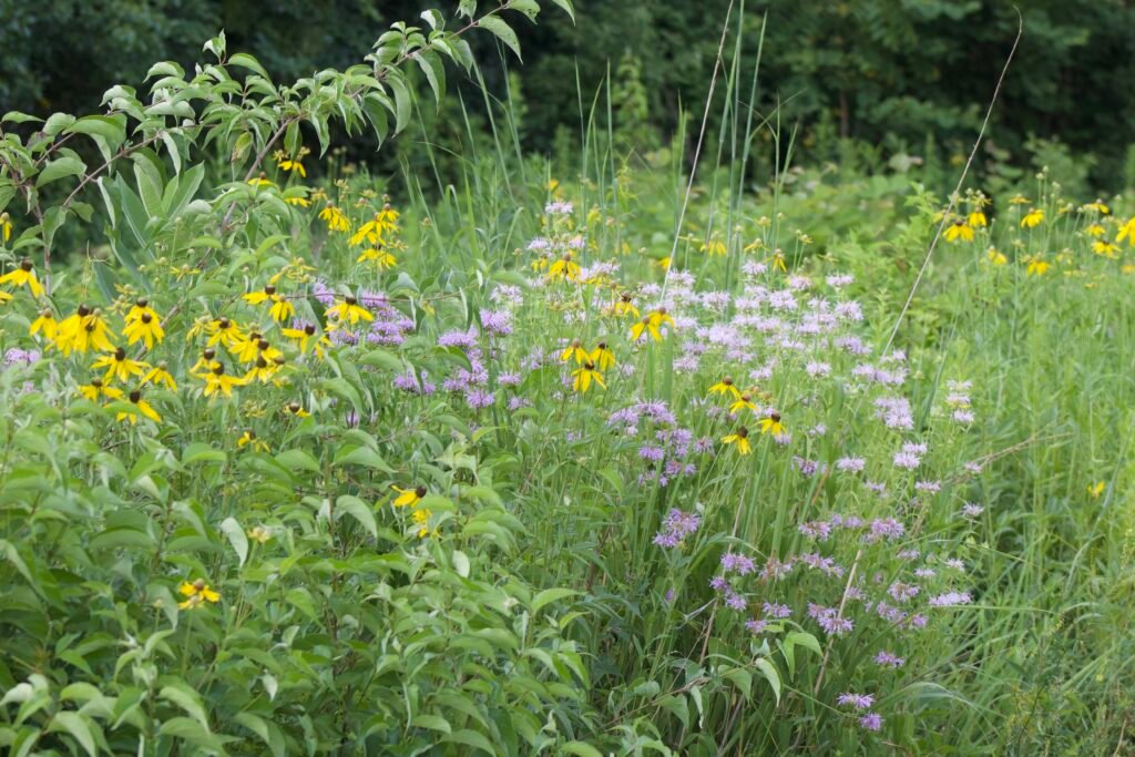 Gray-headed coneflower, wild bergamot, grasses and dogwood growing together in a natural plant community.