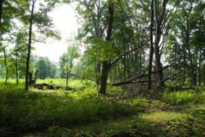 Large fallen oak tree lying across the woodland floor at Salamander Flats.