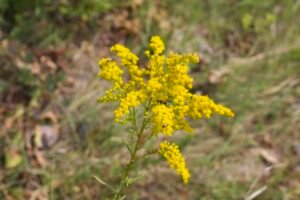 Native goldenrod beginning to bloom within the oak savanna ecosystem.