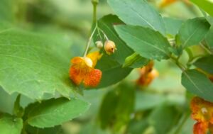 Orange jewelweed flowers growing along the moist edge of Salamander Flats.