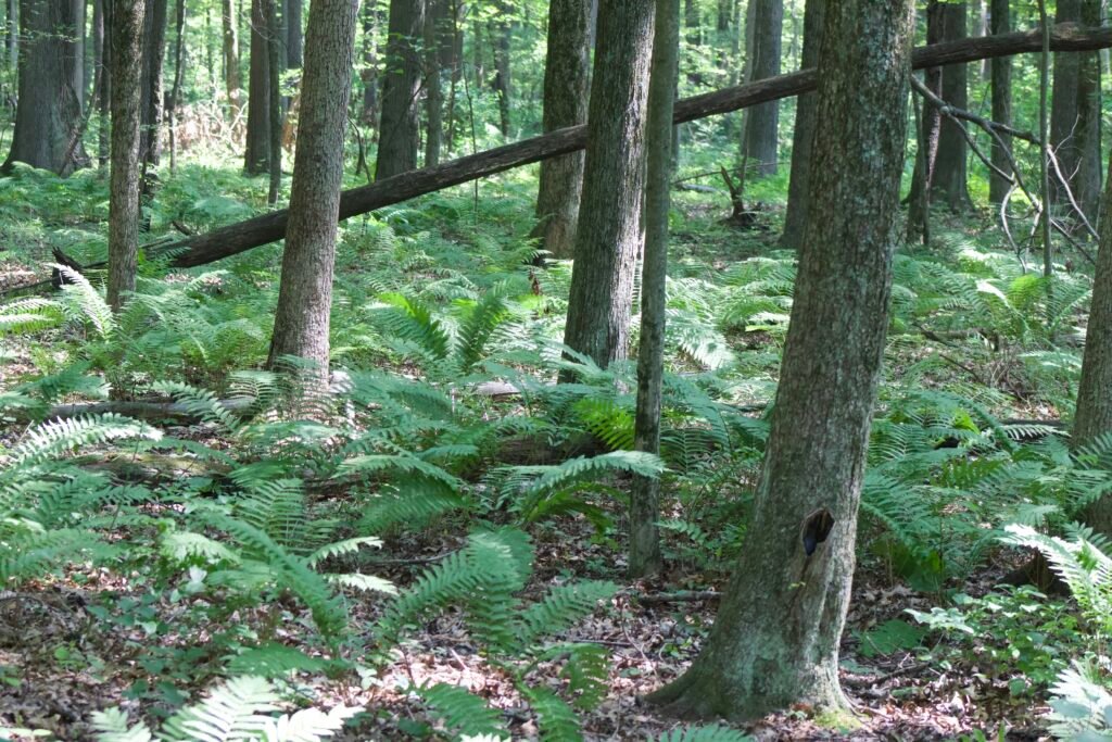 oak opening fern woodland floor Ferns covering the forest floor beneath mature trees in an Oak Openings woodland.