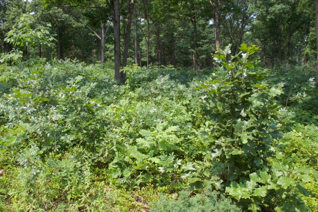 Young oak saplings regenerating beneath an open woodland canopy in the Oak Openings region.