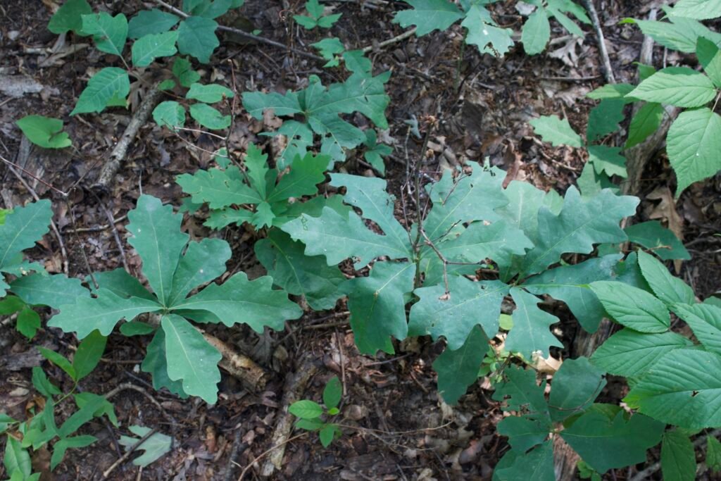 Young oak seedlings growing beneath mature oaks at Salamander Flats.