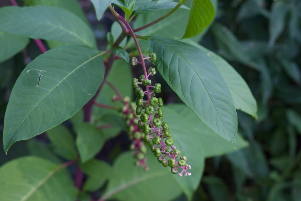 Close-up of green developing American pokeweed berries along a bright pink-purple stem surrounded by broad green leaves.