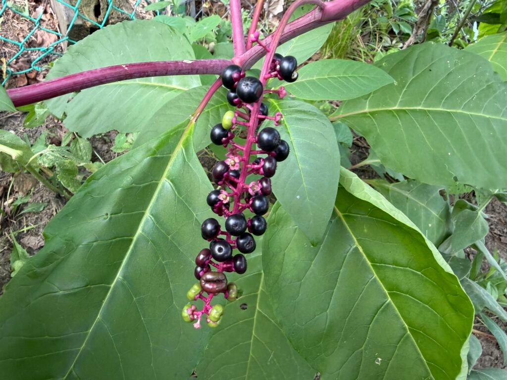 American pokeweed with ripe dark berries and broad green leaves growing in a more shaded setting.