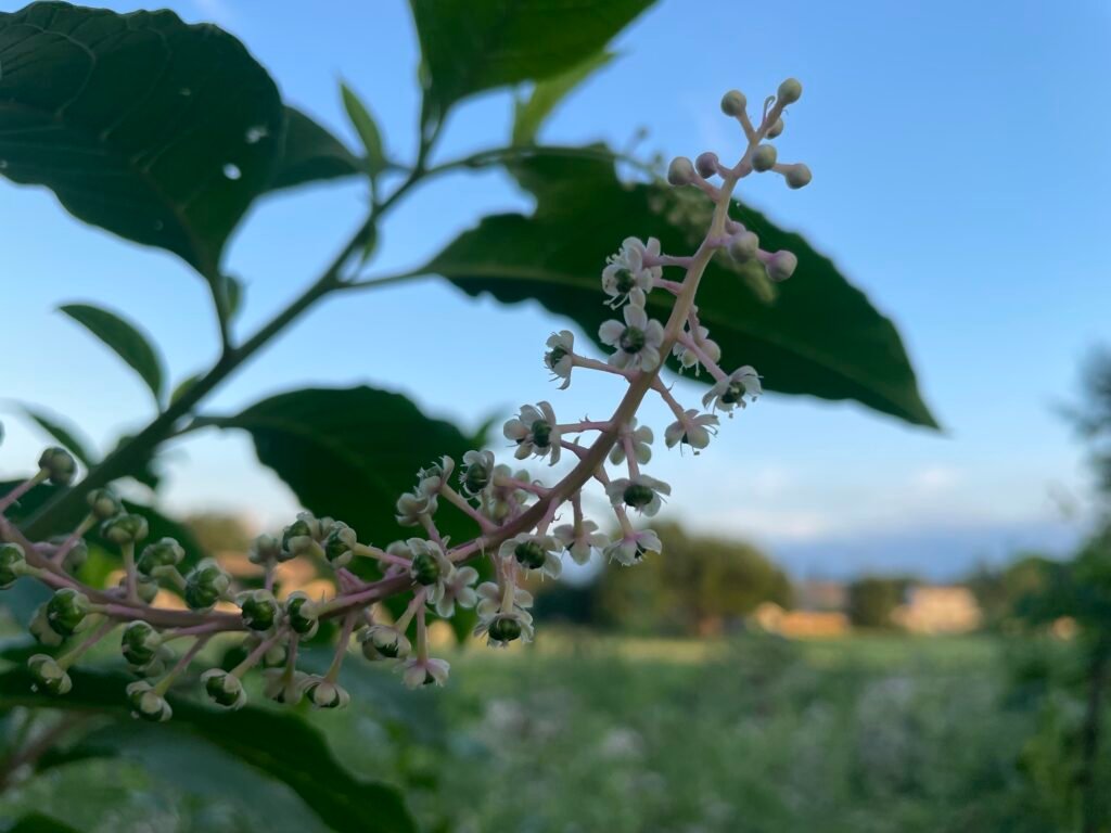 Close-up of small white and pale pink American pokeweed flowers on a pink flower stalk against a blue sky.