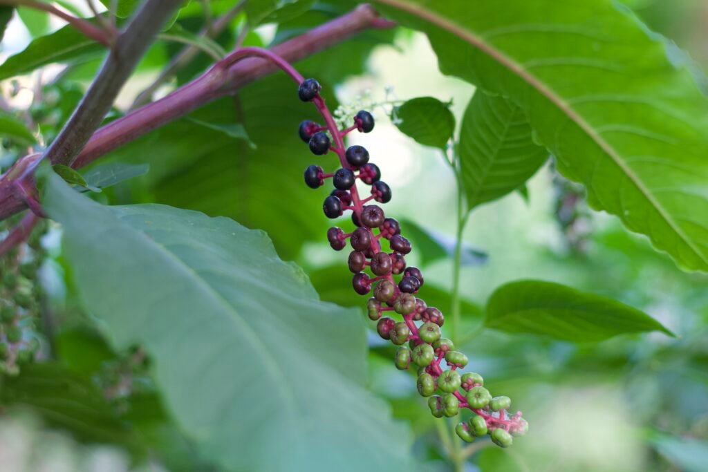 American pokeweed berry cluster showing green, reddish-purple, and dark purple-black fruits at different stages of ripening.