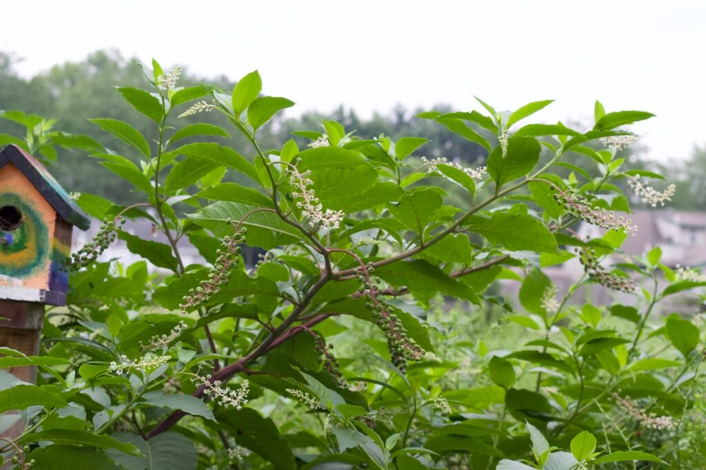 American pokeweed with branching purple stems, broad green leaves, white flowers, and developing green berries.
