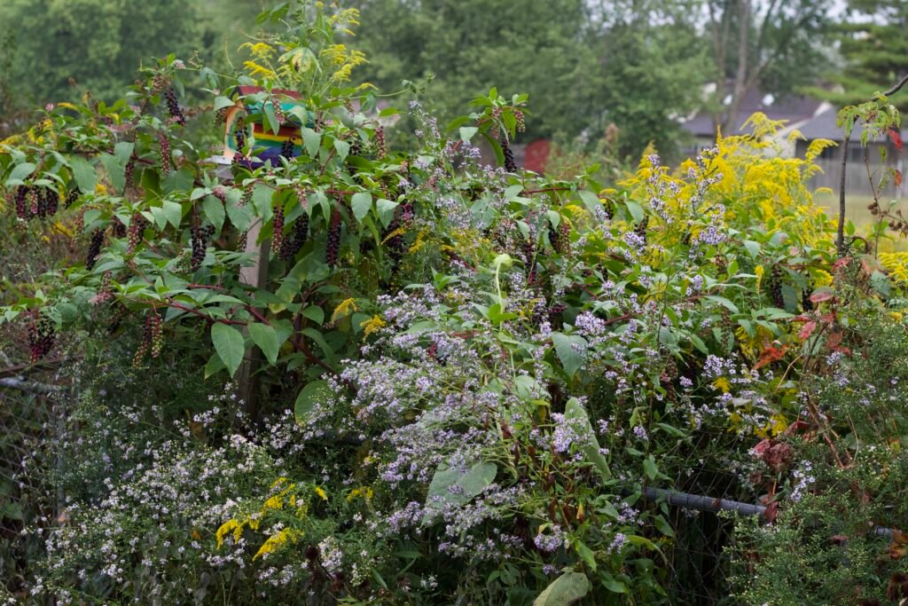 Large American pokeweed growing with purple asters and yellow goldenrod in a layered backyard habitat garden in Rossford, Ohio.